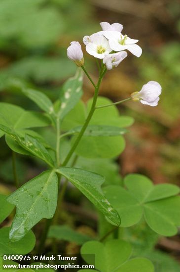 Cardamine californica var. integrifolia (C. integrifolia)