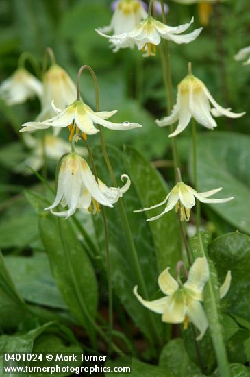 Erythronium oregonum