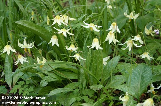 Erythronium oregonum