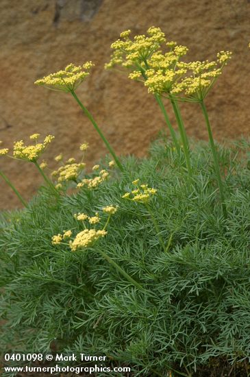 Lomatium laevigatum