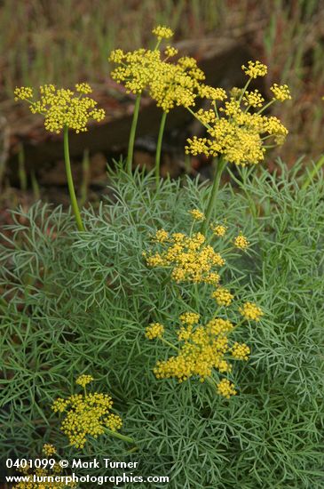 Lomatium laevigatum