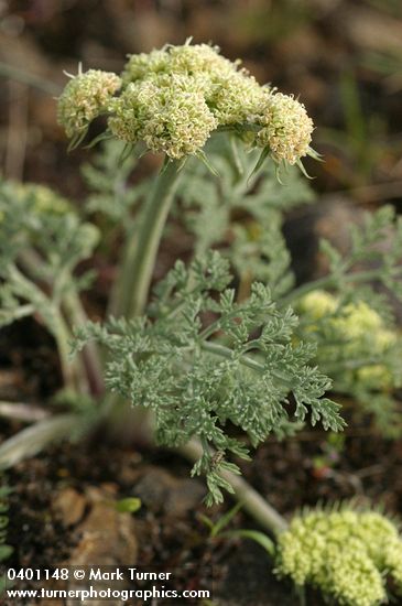 Lomatium macrocarpum