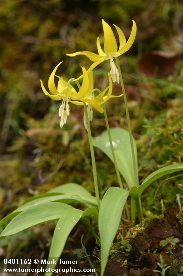 Erythronium grandiflorum