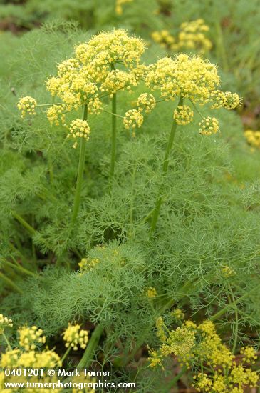 Lomatium grayi