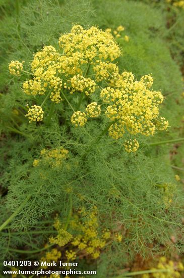 Lomatium grayi