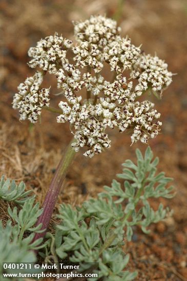 Lomatium canbyi