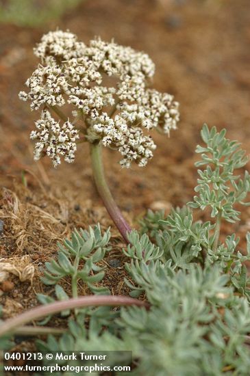 Lomatium canbyi