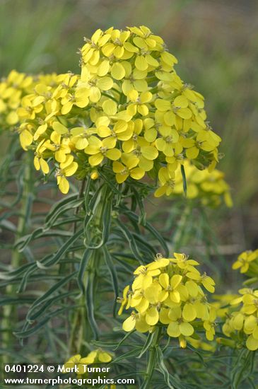 Erysimum occidentale