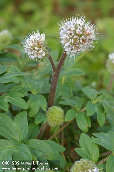 Hydrophyllum capitatum var. thompsonii