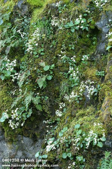 Saxifraga occidentalis