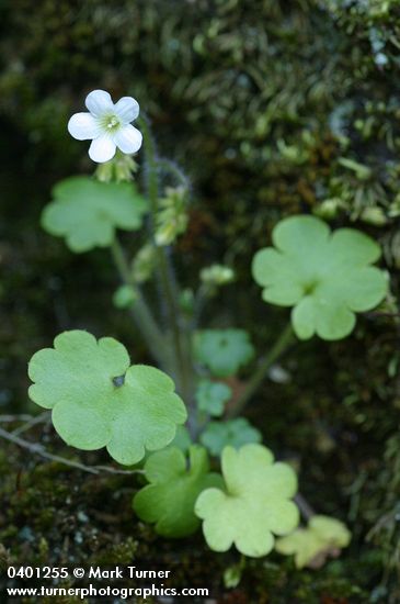 Romanzoffia sitchensis