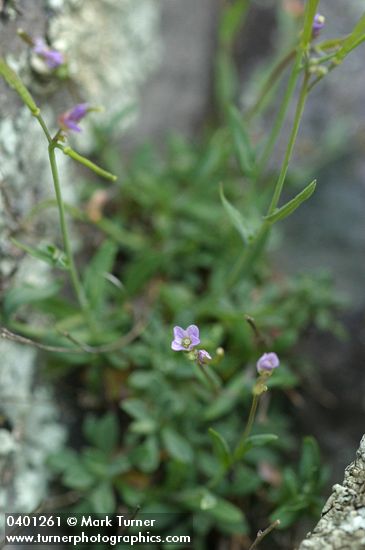 Arabis microphylla