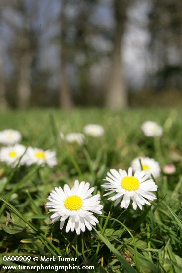 Bellis perennis