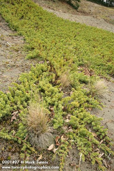 Juniperus maritima