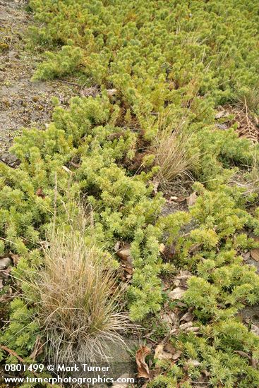 Juniperus maritima