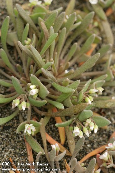 Claytonia exigua ssp. exigua