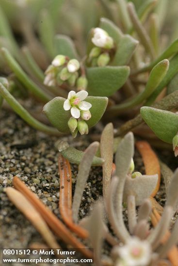 Claytonia exigua ssp. exigua