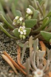 Pale Montia blossom & foliage detail