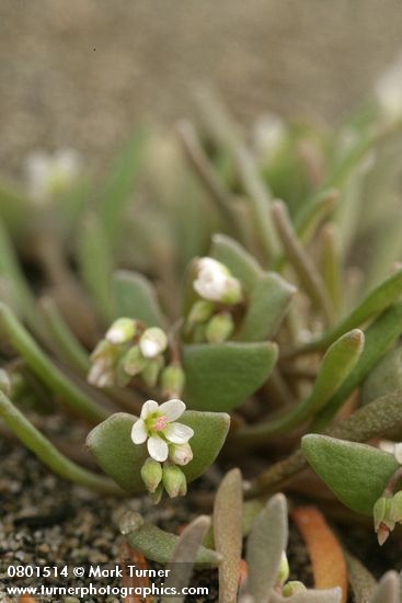 Claytonia exigua ssp. exigua