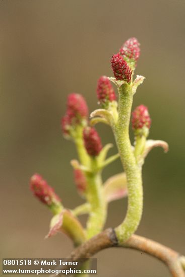 Alnus rubra