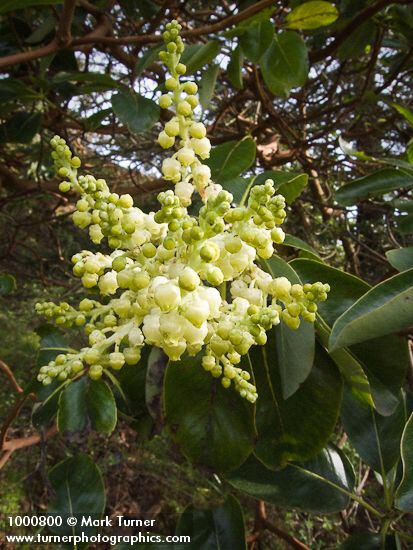 Arbutus menziesii