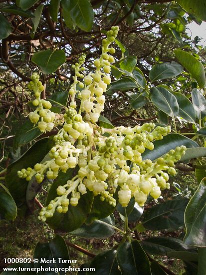 Arbutus menziesii