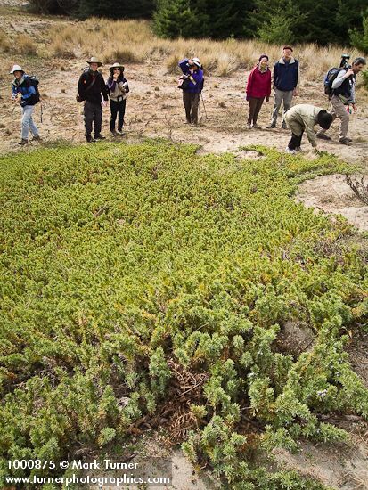 Juniperus communis