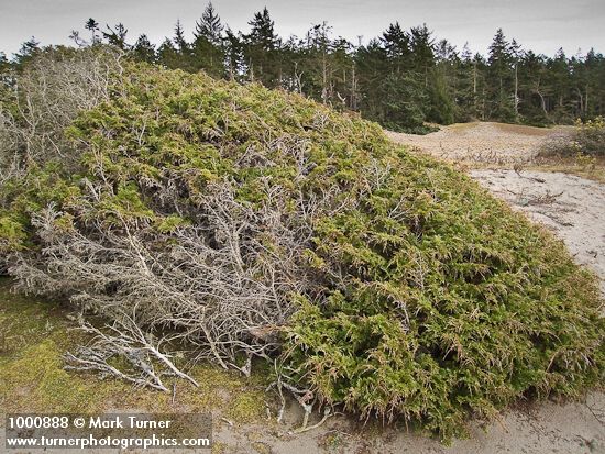 Juniperus maritima