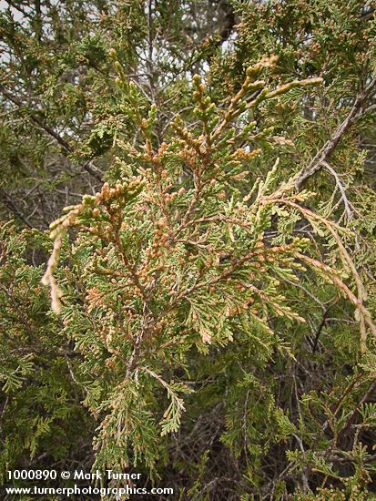 Juniperus maritima