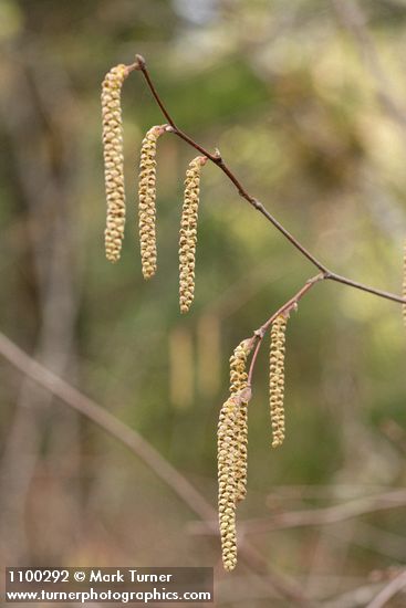 Corylus cornuta var. californica