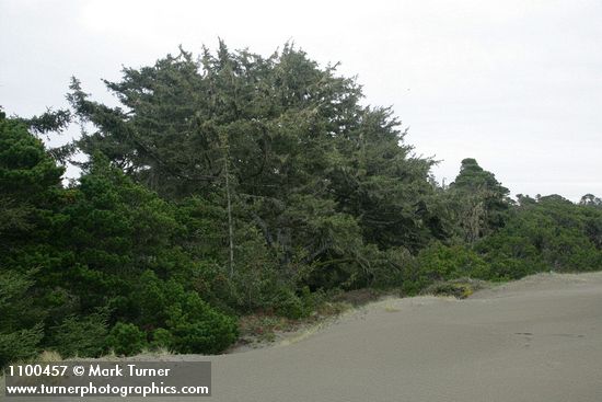 Picea sitchensis; Pinus contorta var. contorta