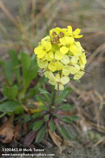 Erysimum menziesii ssp. eurekense