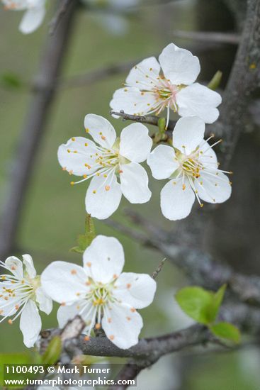 Prunus subcordata