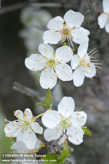 Prunus subcordata