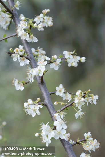 Prunus subcordata