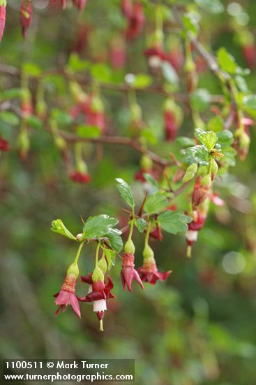 Ribes roezlii