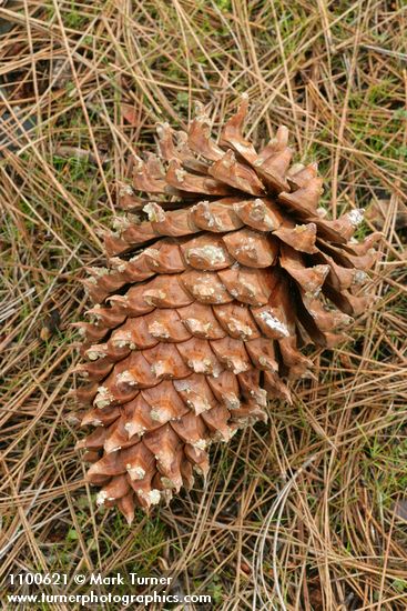 Pinus sabiniana