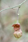 California Dutchman's Pipe blossom detail