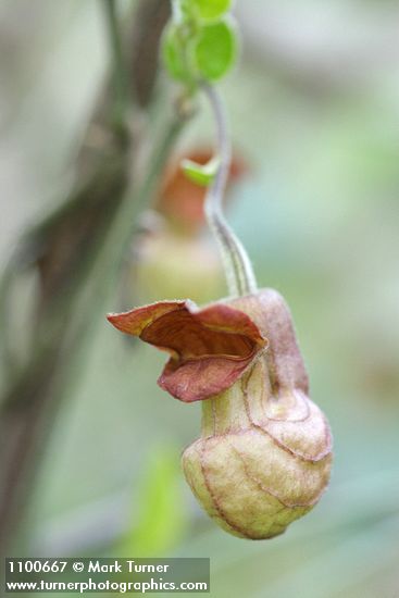 Aristolochia californica