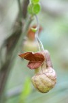 California Dutchman's Pipe blossom detail