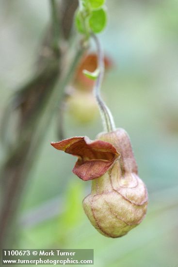 Aristolochia californica