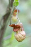 California Dutchman's Pipe blossom detail