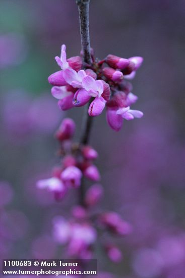 Cercis orbiculata (C. occidentalis)