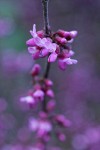 California Redbud blossoms