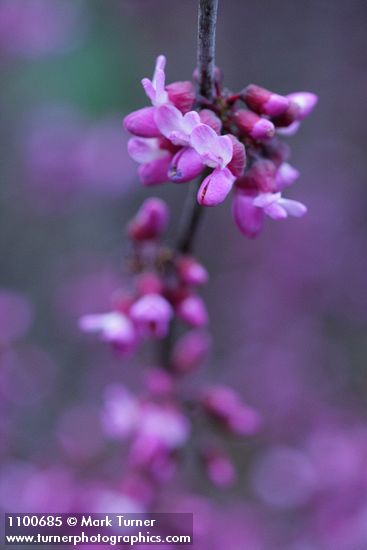 Cercis orbiculata (C. occidentalis)