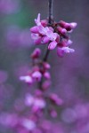 California Redbud blossoms