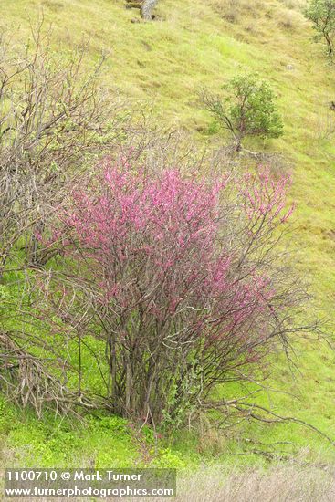 Cercis orbiculata (C. occidentalis)