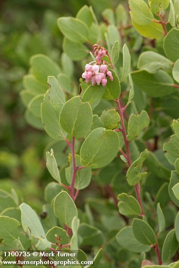 Arctostaphylos mewukka