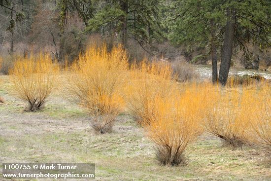 Salix lasiandra var. lasiandra (Salix lucida ssp. lasiandra)