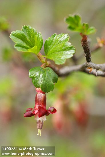 Ribes roezlii